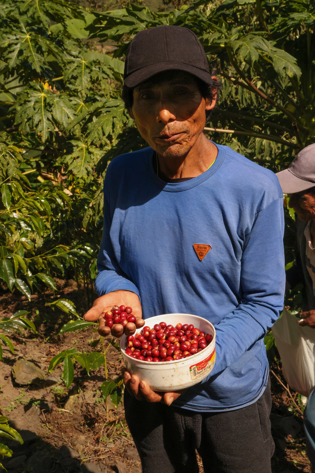 Lacco Valley Blend